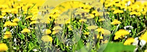 Beautiful nature, field of yellow dandelions, flowering dendelion flowers in meadow