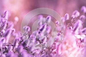 Beautiful nature, flower in meadow, purple lightweight light fluffy flower