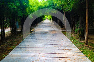 Beautiful nature and forest bamboo and tree tunnel road at public parks