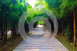 Beautiful nature and forest bamboo and tree tunnel road at public parks