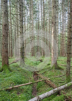 Beautiful nature forest pinetree near lake Ragnerudssjoen in Dalsland Sweden