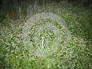 Night photo of green forest grass