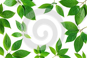 Beautiful nature frame of green leaves branches with detailed texture. Greenery top view, flat lay