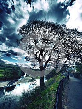 Beautiful nature full of green trees and flowers and in the background is a river and an interesting bridge