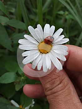 Beautiful nature garden flower colore photo