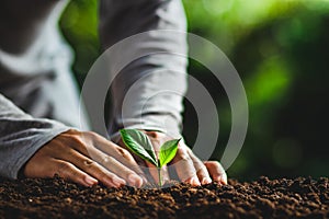 Beautiful nature,green bokeh,Plant tree in neutral background Close-Up Of Fresh Green Plant,Young hand