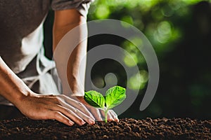 Beautiful nature,green bokeh,Plant tree in neutral background Close-Up Of Fresh Green Plant,Young hand