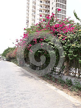 Beautiful nature green tree and pink flowers this garden photo