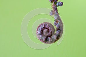 Beautiful nature image of fern front unfurling against green background
