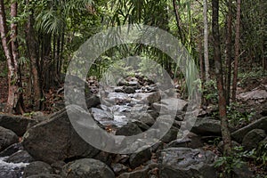 Beautiful nature in the jungle of Thailand