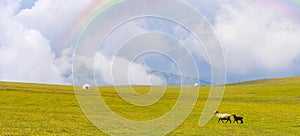 Beautiful nature of Kazakhstan on the Assy plateau. White yurt with sheeps nearby under the rain clouds and rainbow.