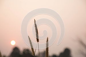 Beautiful nature landscape - Alpine meadow. Grass closeup with sunbeams. Beautiful Nature landscape with sun flare. Vintage Sepia