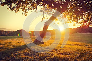 Beautiful nature landscape. Alpine meadow with an old fig tree over sunset. Grass closeup with sunbeams. Nature landscape