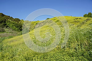 Beautiful nature landscape around Peter F. Schabarum Regional Park