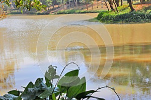Beautiful nature landscape green forest tree reflect on the water surface. A mesmerizing view of Zinda Park Lake