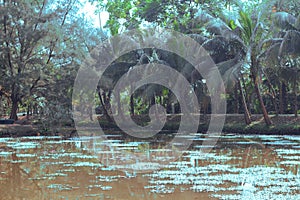 Beautiful nature landscape green forest tree reflect on the water surface. A mesmerizing view of Zinda Park Lake