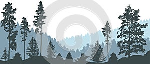 Beautiful nature landscape, silhouette of pines, spruce trees on background of  wild forest on mountains . Vector illustration