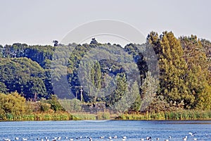 A landscape view of a lake in the Kent countryside with trees and sky in the background .