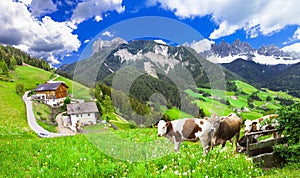 Beautiful nature landscapes - pastures of Dolomites photo