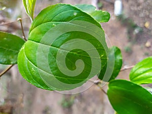 beautiful nature leaf green oval of Ziziphus jujuba Mill