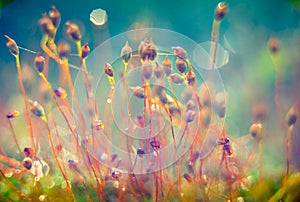 Beautiful nature macro