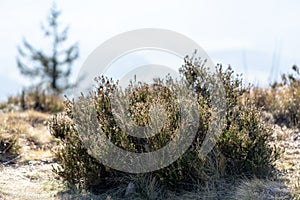 Beautiful nature meadow with mountain grass. Summer background.