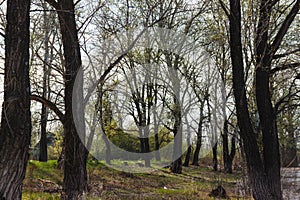 Beautiful nature at morning in the misty spring forest with sun rays