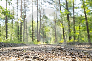 Beautiful nature at morning in the misty spring forest with sun rays. Forest with Sun-Rays