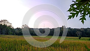 Beautiful nature paddy field