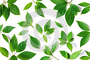 Beautiful nature pattern of green leaves branches with detailed texture. Greenery top view, flat lay