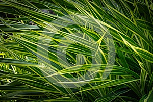 Beautiful nature of Phormium tenax `Variegatum` New Zealand flax green leaf texture background in garden. photo