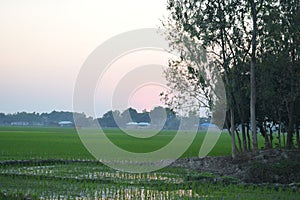 Beautiful  nature  Picture  with paddy field , trees, house and wide sky
