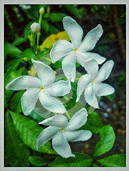 Beautiful nature - Pinwheel flower