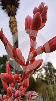 Beautiful Nature in Red for Contemplation