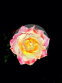 Beautiful nature red qnd yellow  rose black background photography