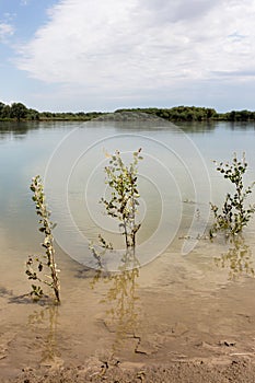 Beautiful nature on the river Syr Darya. Kazakhstan