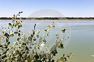 Beautiful nature on the river Syr Darya. Kazakhstan