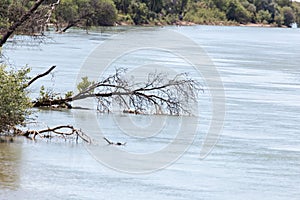 Beautiful nature on the river Syr Darya. Kazakhstan