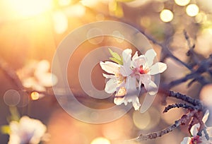 Beautiful nature scene with blooming almond tree