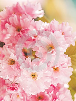 Beautiful nature scene with blooming cherry tree in spring. Sakura flowers in bloom