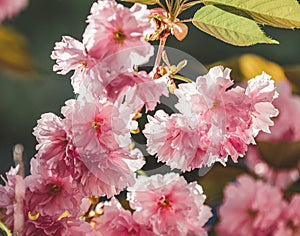 Beautiful nature scene with blooming cherry tree in spring. Sakura flowers in bloom. Beautiful Holiday greeting card. Shallow