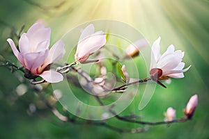 Beautiful nature scene with blooming magnolia