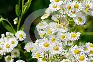 Beautiful nature scene with blooming medical chamomiles