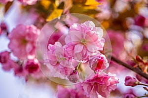 Beautiful nature scene with blooming pink sakura tree in spring