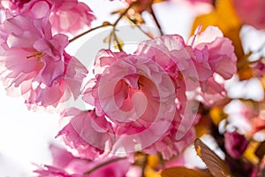 Beautiful nature scene with blooming pink sakura tree in spring