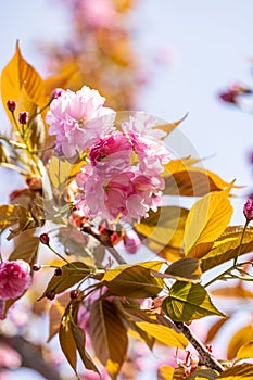 Beautiful nature scene with blooming pink sakura tree in spring