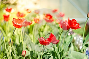 Beautiful nature scene with blooming red tulip in sun flare/Beautiful meadow. Field flowers red tulip