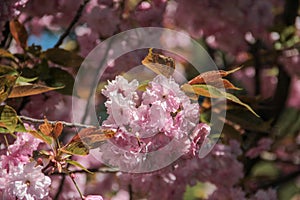 Beautiful nature scene with blooming Sakura cherry-tree and sunny day. Sacura Festival