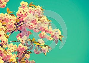 Beautiful nature scene with blooming tree