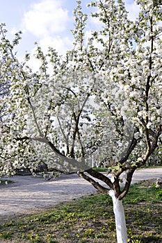 Beautiful nature scene with blooming tree of apple
